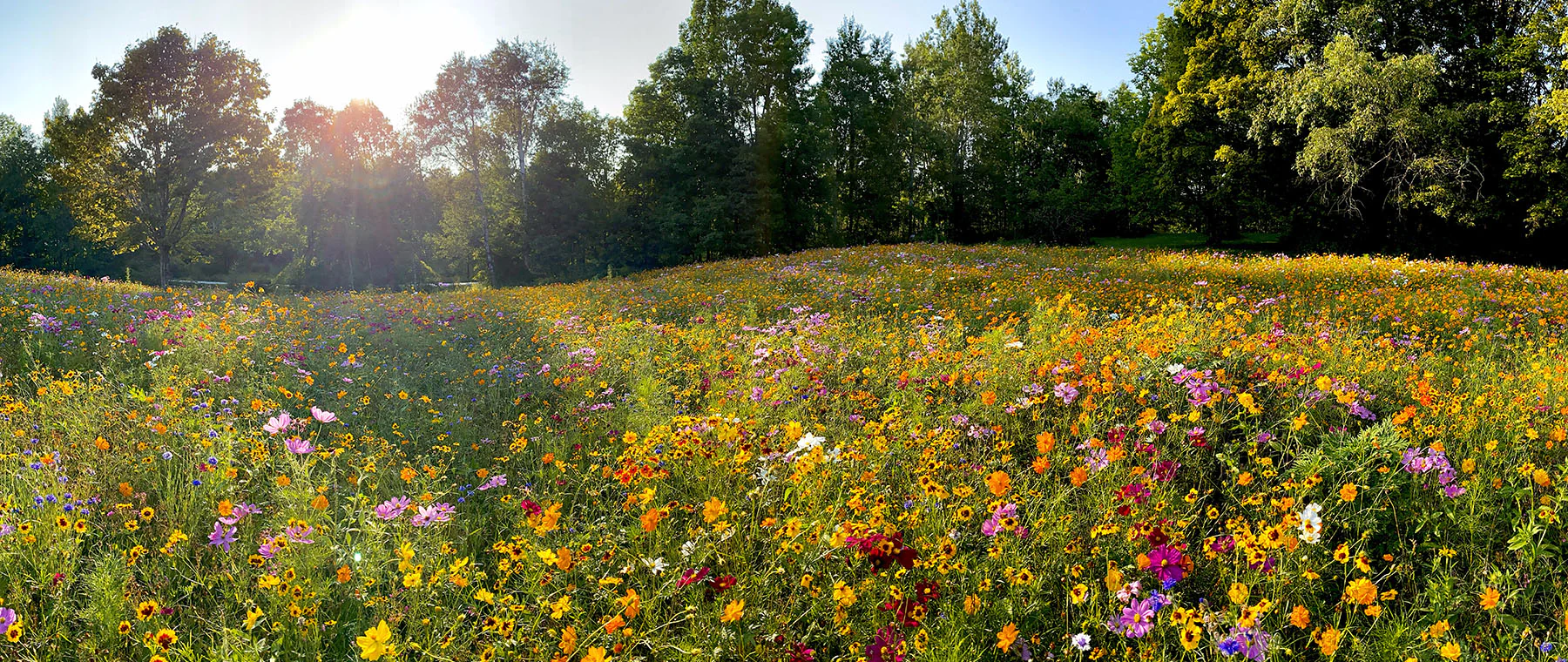 Cultivate Your Natural Masterpiece