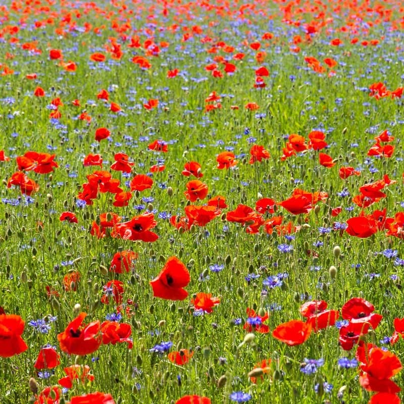 All Annual Bold Color Wildflower Seed Mix - Image 4