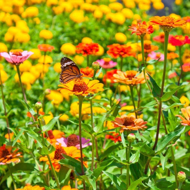 All Annual Bold Color Wildflower Seed Mix - Image 5