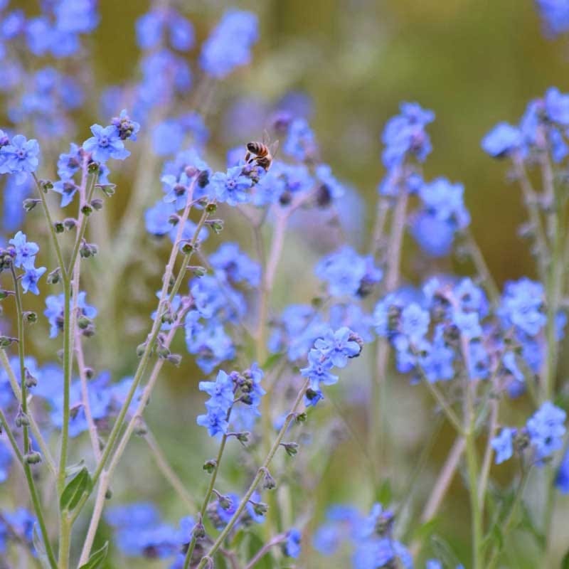 Annual Bold Blooms Wildflower Yard Seed Mix - Image 3