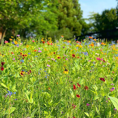 Heavenly Hell Strip Wildflower Seed Mix - Image 3