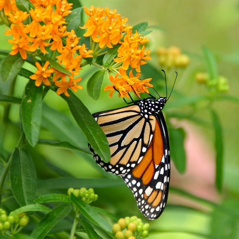 Butterfly Weed Seeds - Image 6