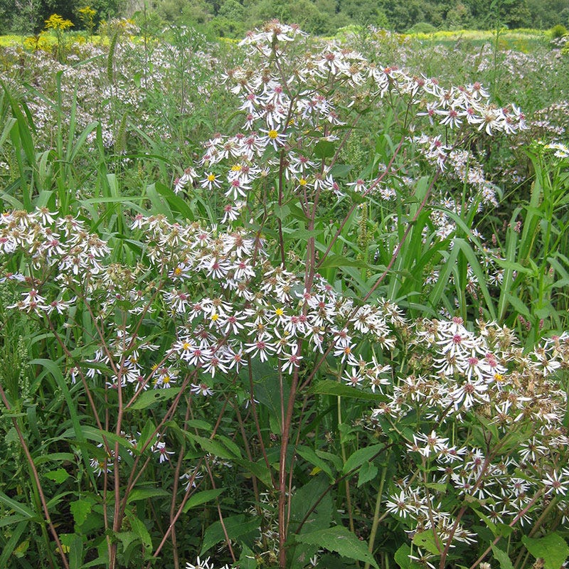 Big Leaf Aster Seeds - Image 4