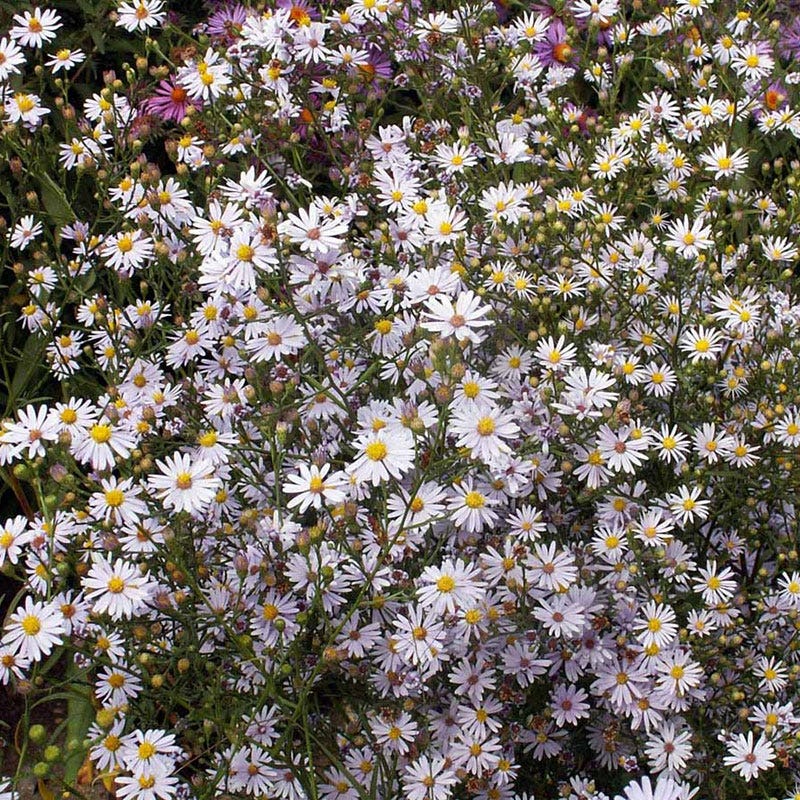 Native Aster Seed Packet Set - Image 4