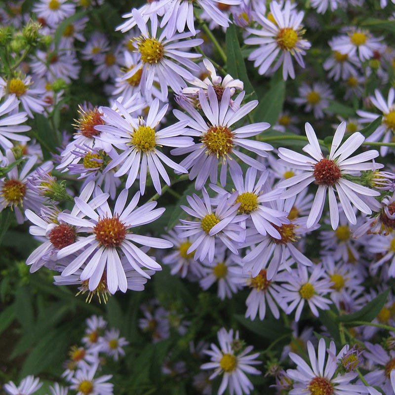 Native Aster Seed Packet Set - Image 6