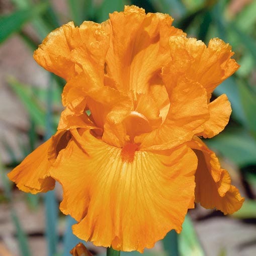 Berry Spice Bearded Iris Collection - Image 3