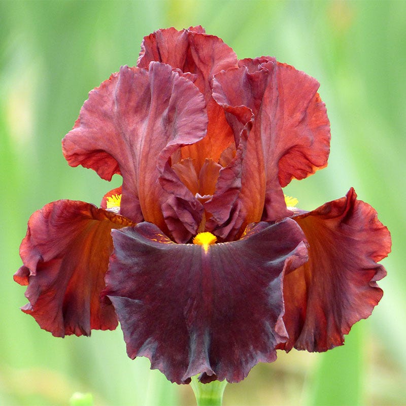 Berry Spice Bearded Iris Collection - Image 4