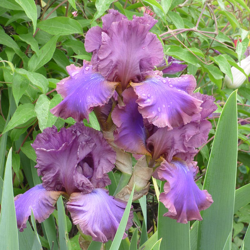 Berry Spice Bearded Iris Collection - Image 6