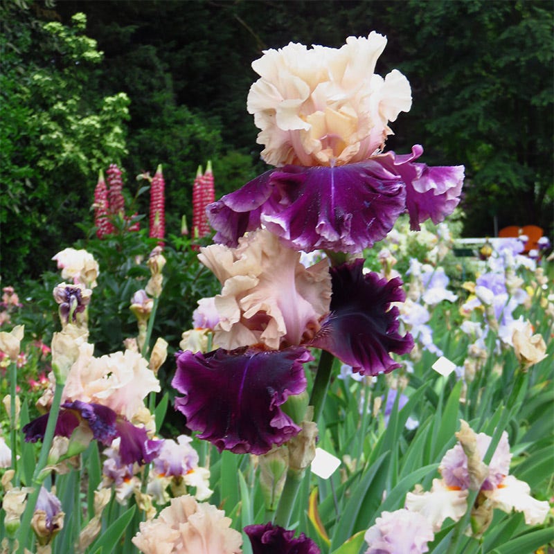 But Darling Bearded Iris - Image 2