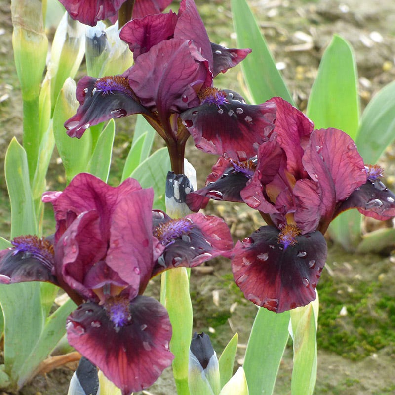 Brooklyn Dwarf Bearded Iris - Image 3