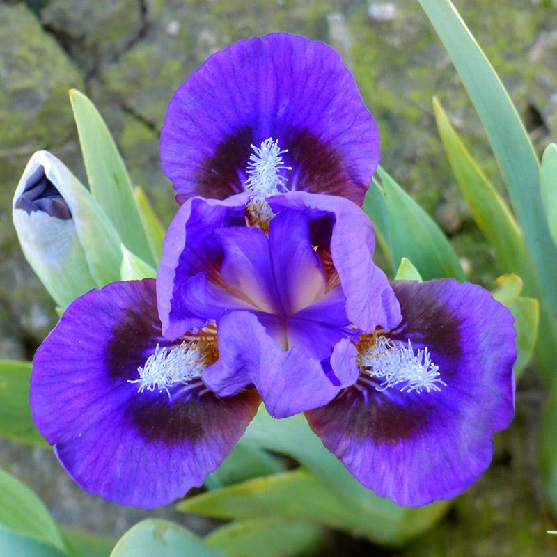 Mighty Mini Dwarf Bearded Iris Collection - Image 3