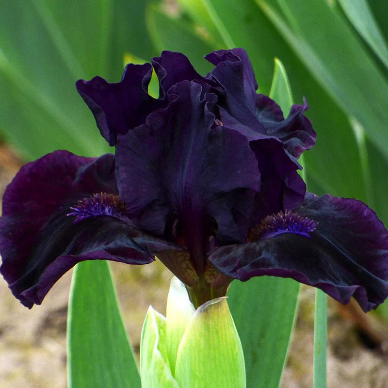 Mighty Mini Dwarf Bearded Iris Collection - Image 4
