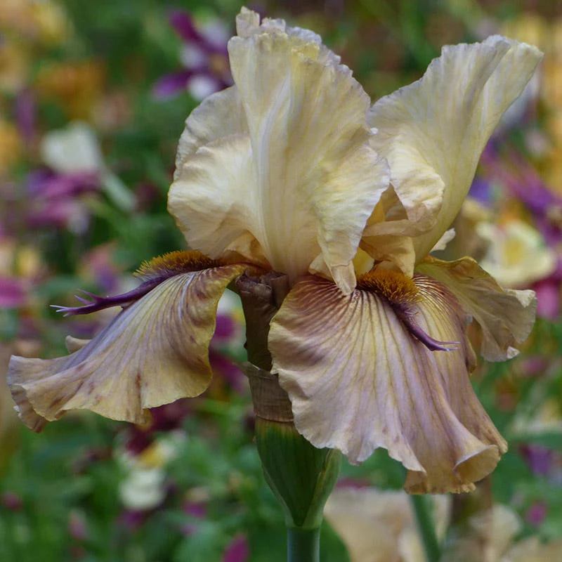 Enchanted Bearded Iris Collection - Image 5