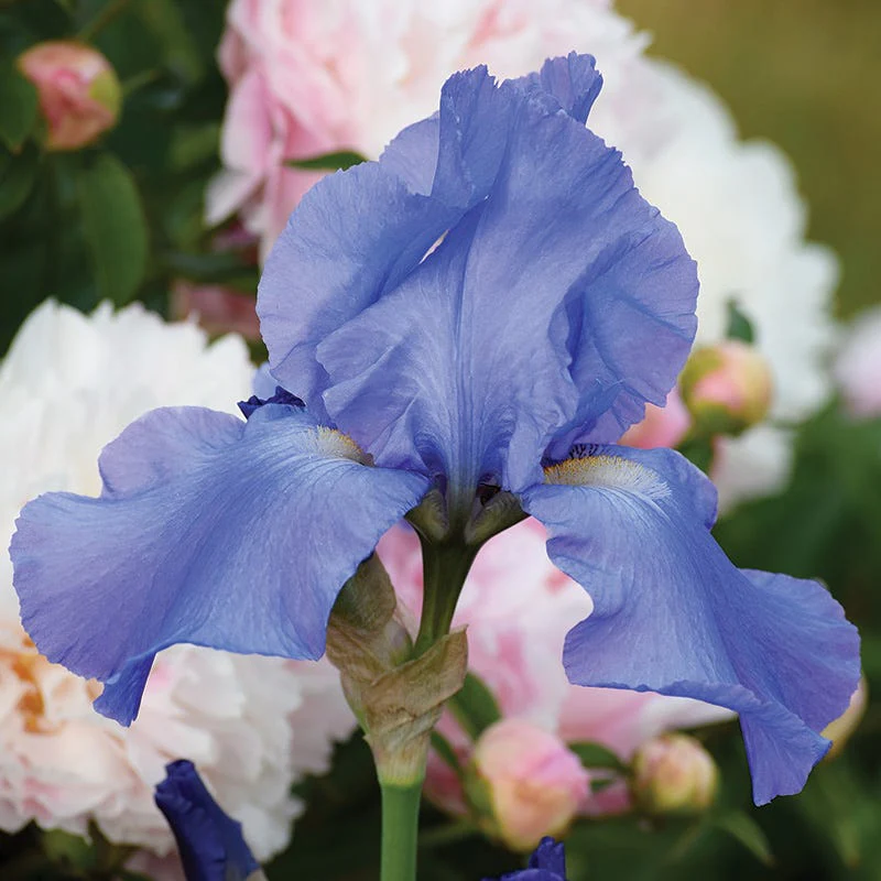 Enchanted Bearded Iris Collection - Image 3
