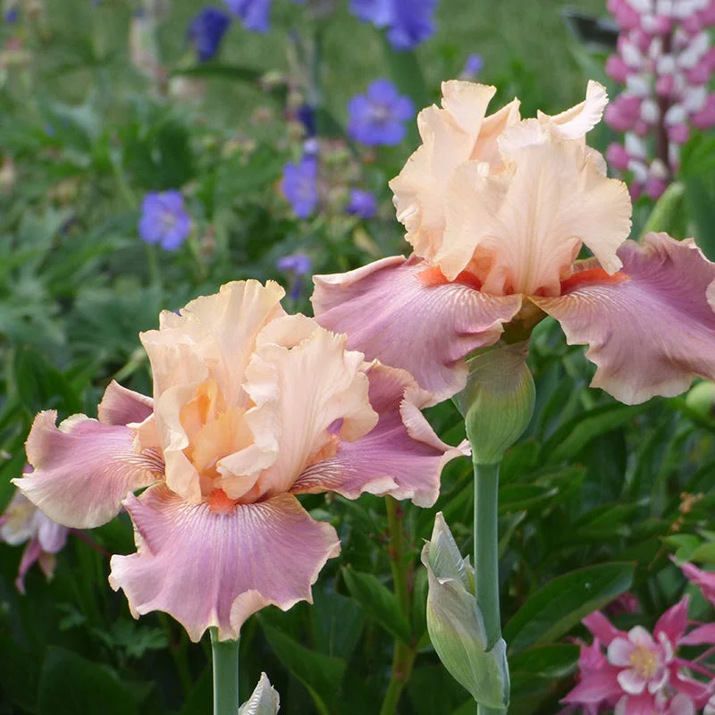Entitled Bearded Iris - Image 2