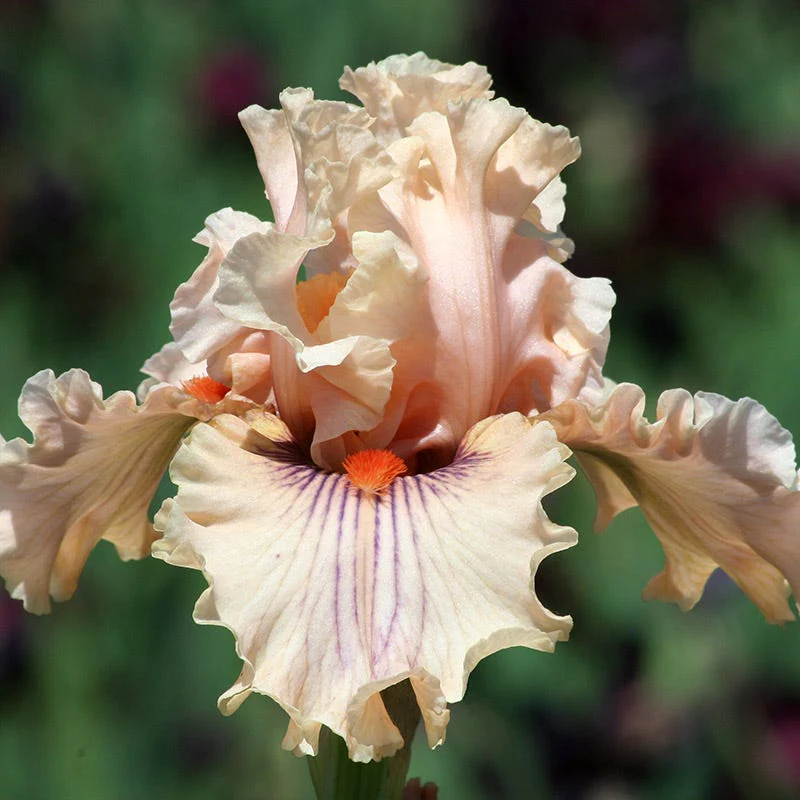 Ethereal Bearded Iris Collection - Image 5