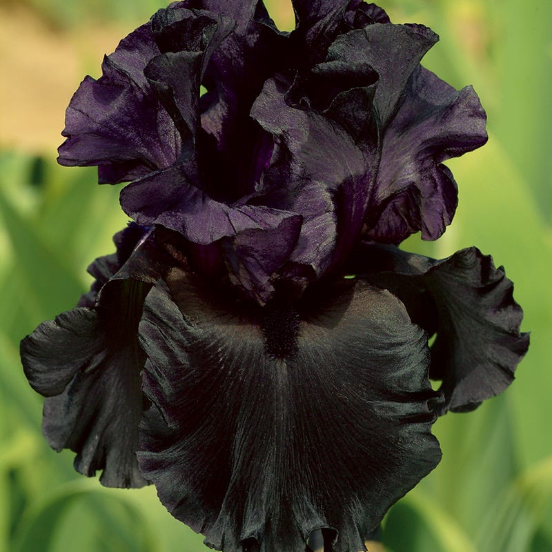 Formal Affair Bearded Iris Collection - Image 4