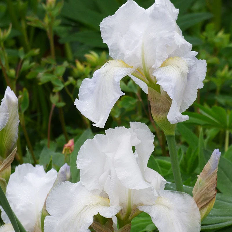 Formal Affair Bearded Iris Collection - Image 6