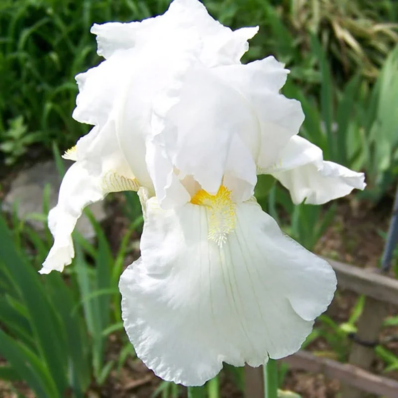 Fragrant Bearded Iris Collection - Image 3