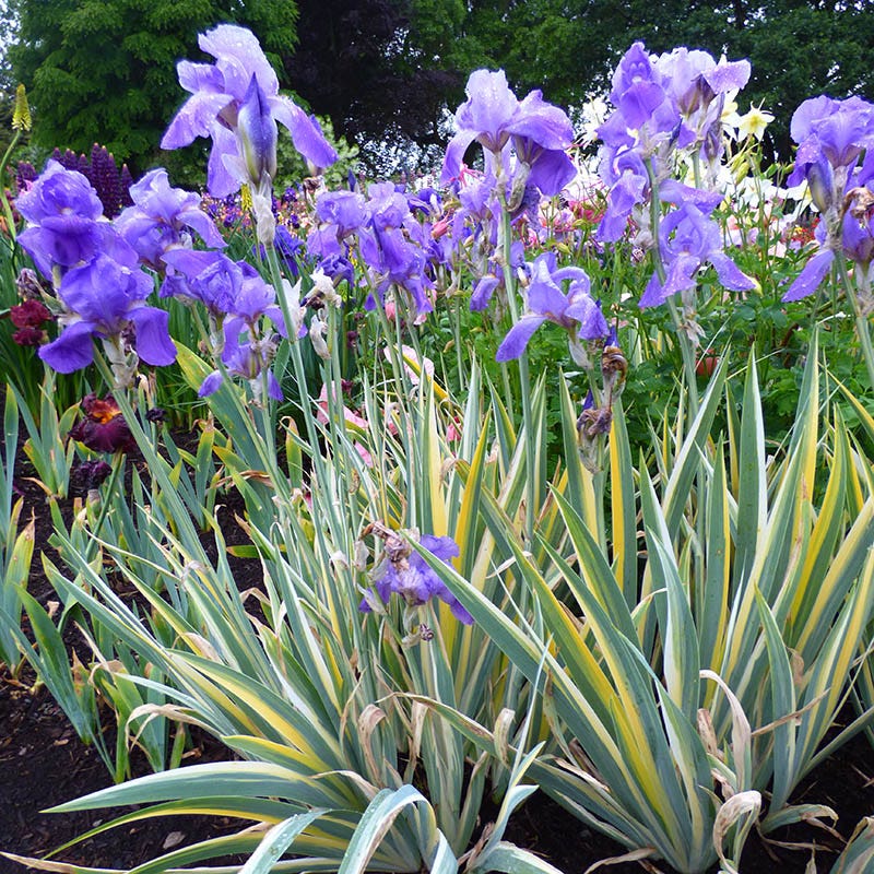 Fragrant Bearded Iris Collection - Image 4