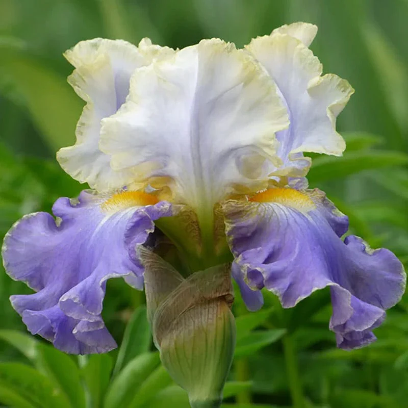 Fragrant Bearded Iris Collection - Image 5