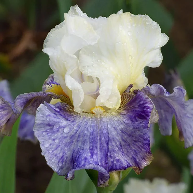 Fragrant Bearded Iris Collection - Image 6