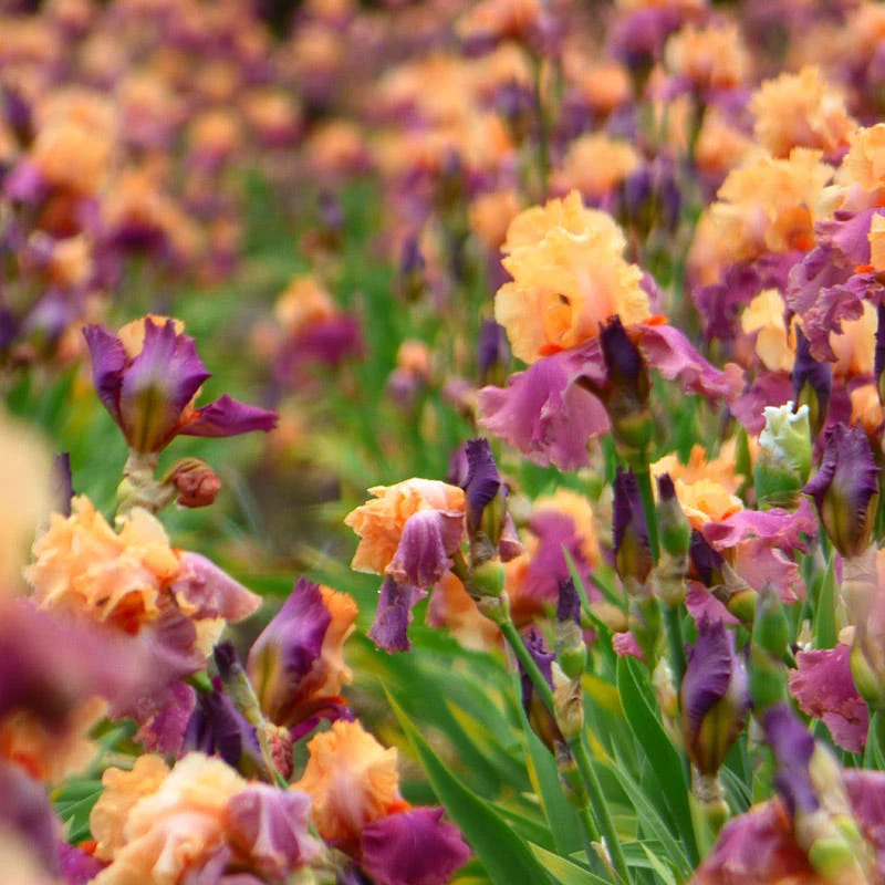 Frimousse Bearded Iris - Image 2