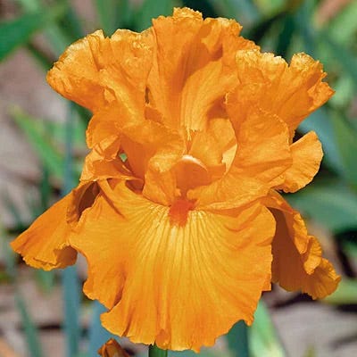 Hawaiian Sunset Bearded Iris Collection - Image 6