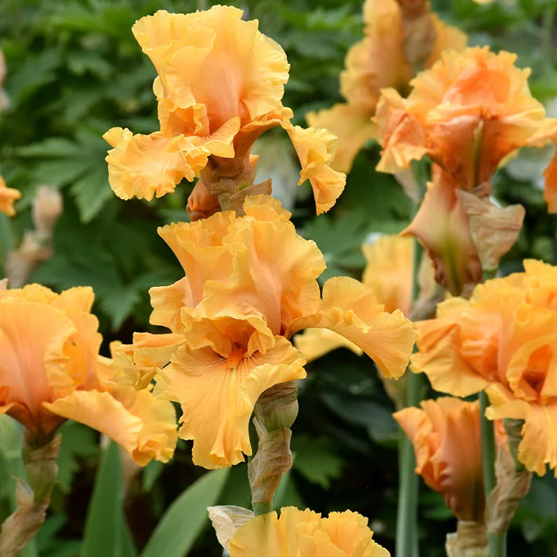Mango Entrée Bearded Iris - Image 2