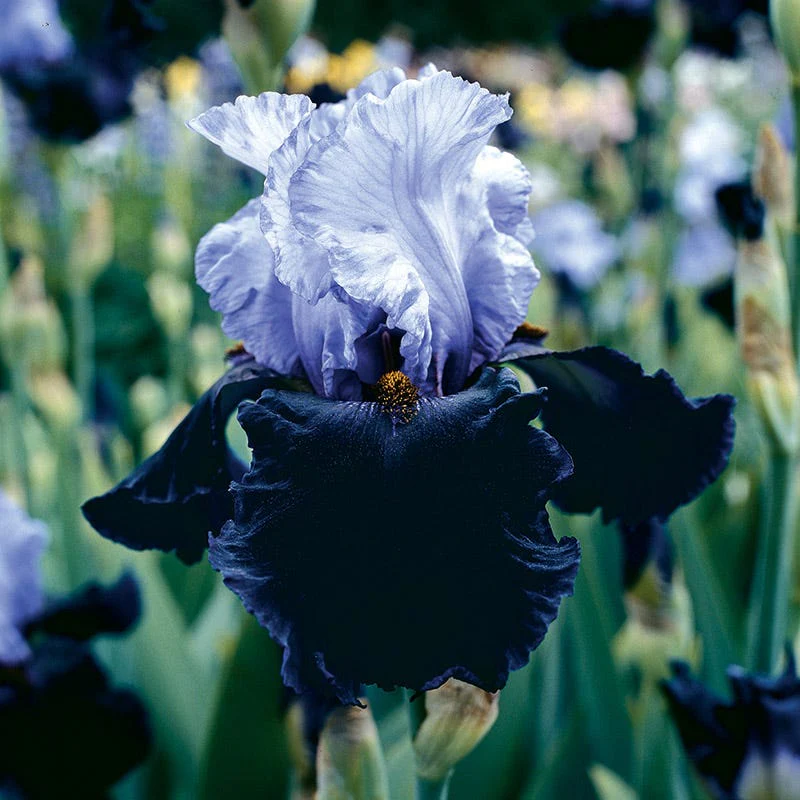 Northern Lights Bearded Iris Collection - Image 4
