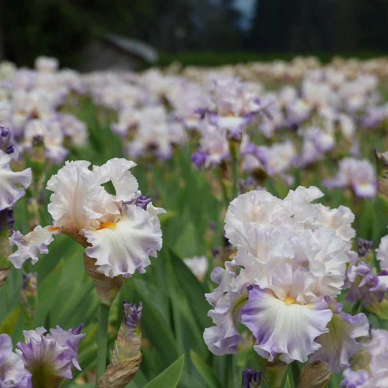 Polite Applause Bearded Iris - Image 3