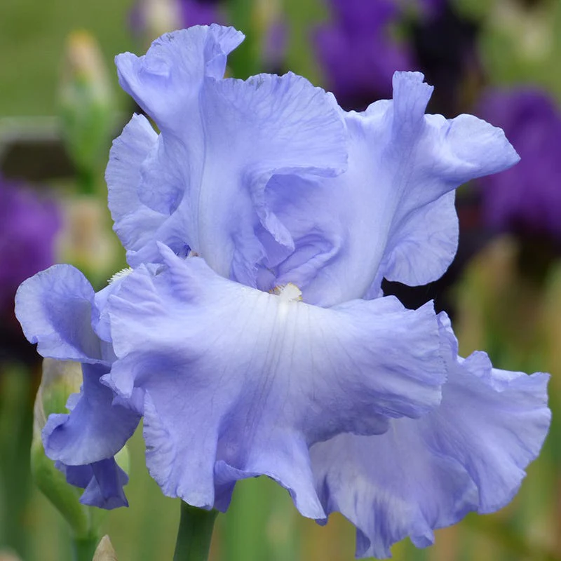 Rainbow Bearded Iris Collection - Image 5