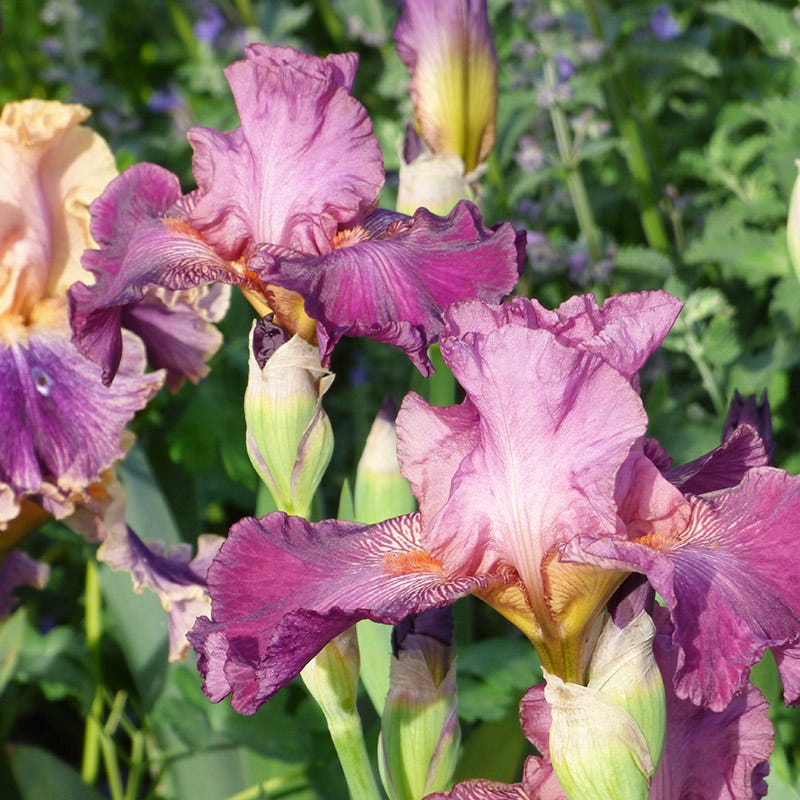 Autumn Rose Reblooming Bearded Iris - Image 2