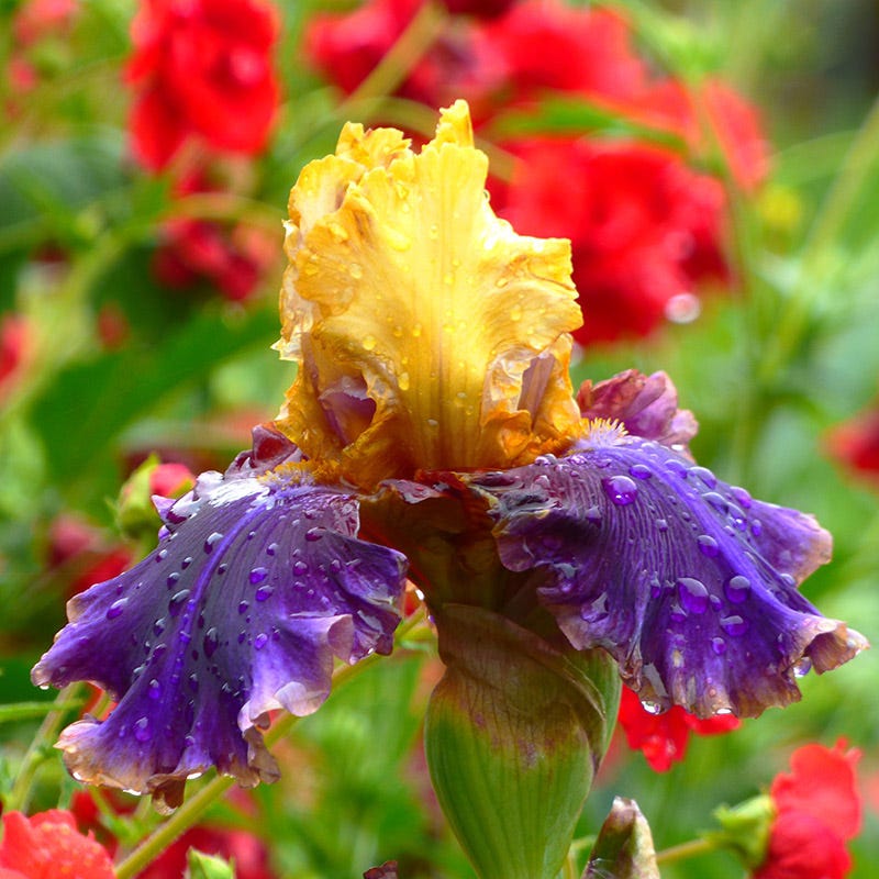 Final Episode Reblooming Bearded Iris - Image 2