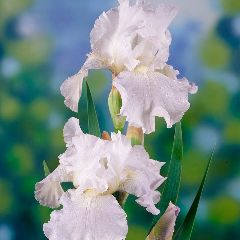 Immortality Reblooming Bearded Iris - Image 3