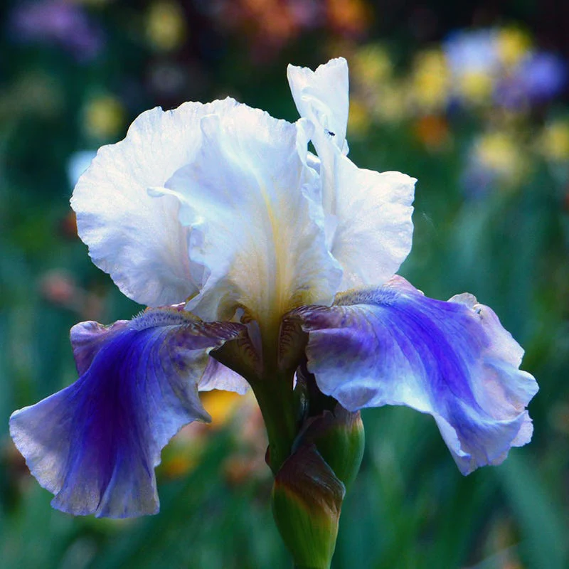 On Deck Reblooming Bearded Iris - Image 2