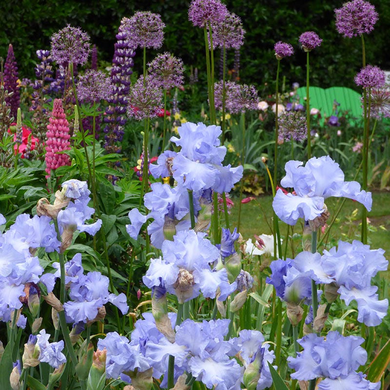 Open Ocean Reblooming Bearded Iris - Image 2