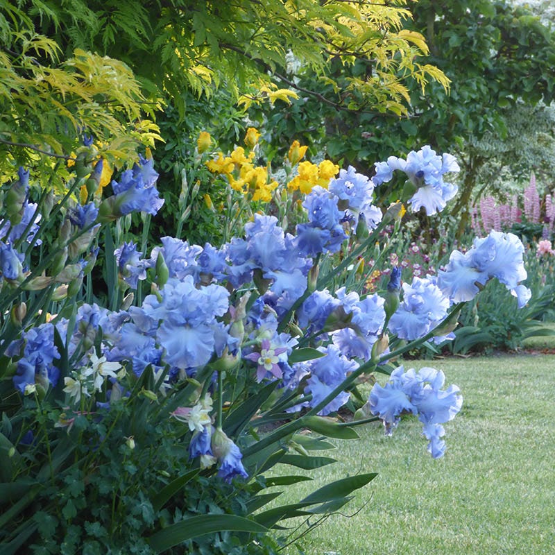 Open Ocean Reblooming Bearded Iris - Image 3