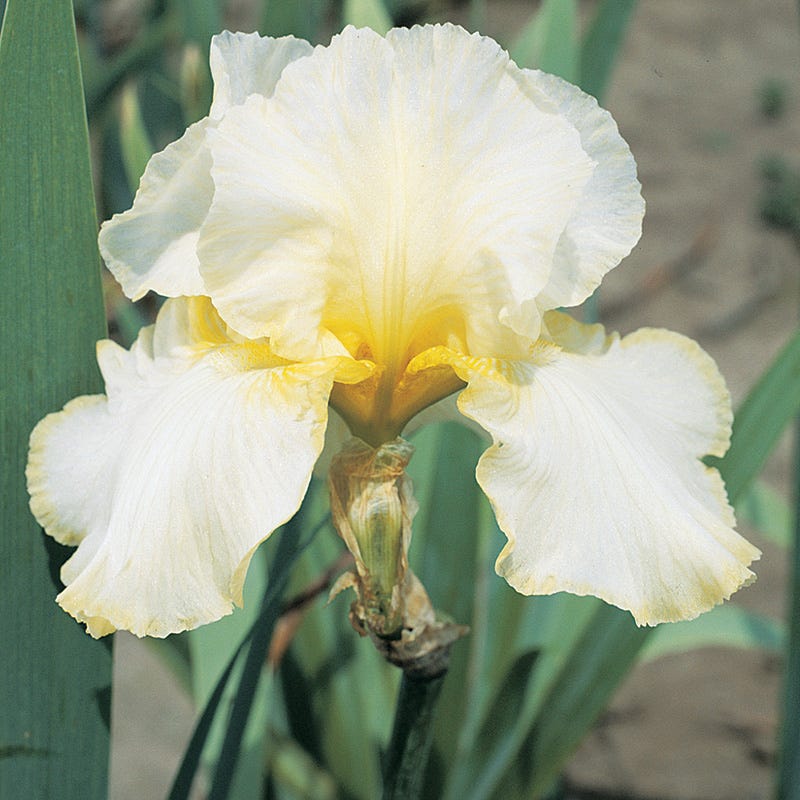 Total Recall Reblooming Bearded Iris