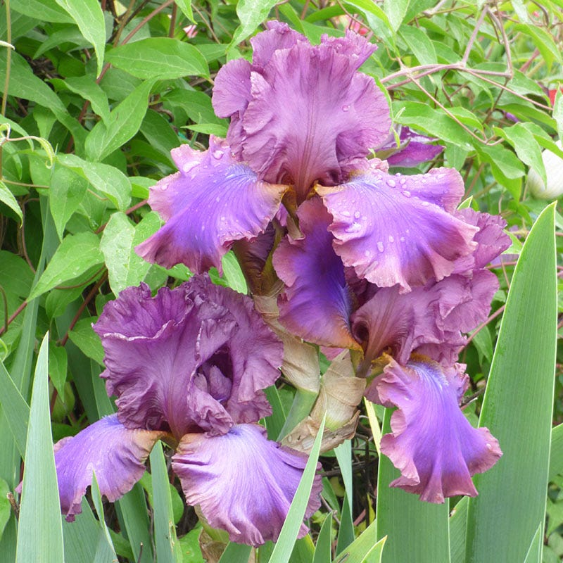 Repeat Performance Bearded Iris Collection - Image 6
