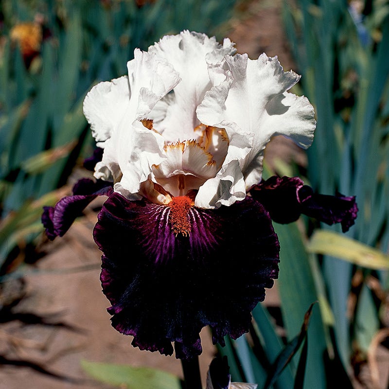 Starring Bearded Iris - Image 2