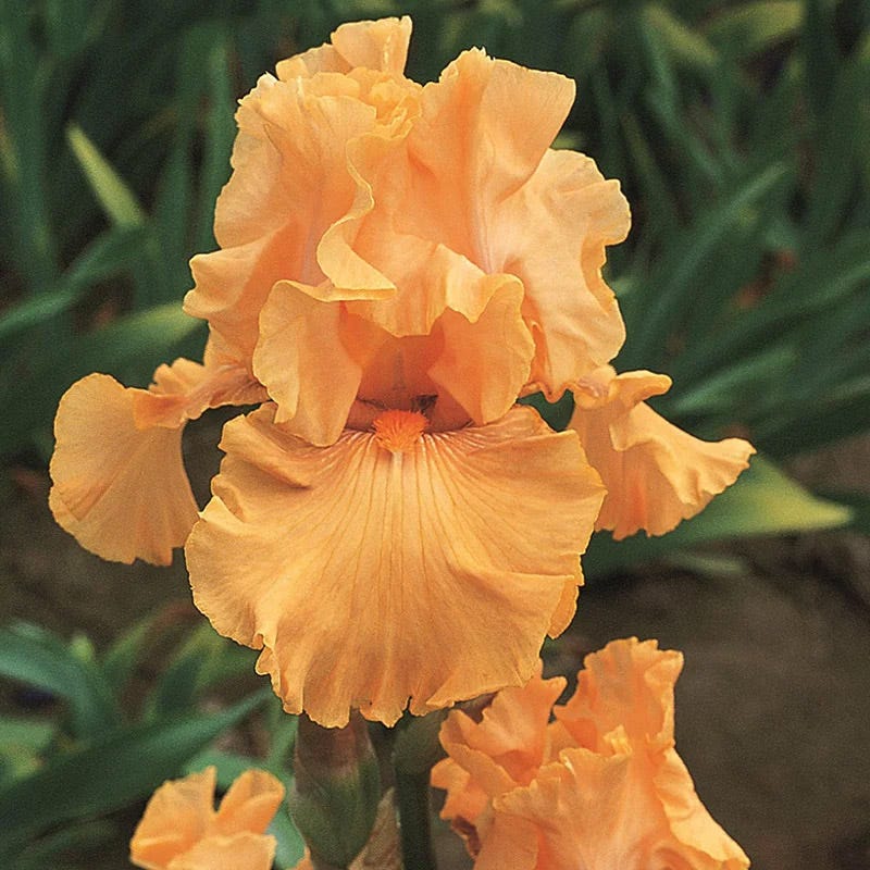 Berry Spice Bearded Iris Collection - Image 5