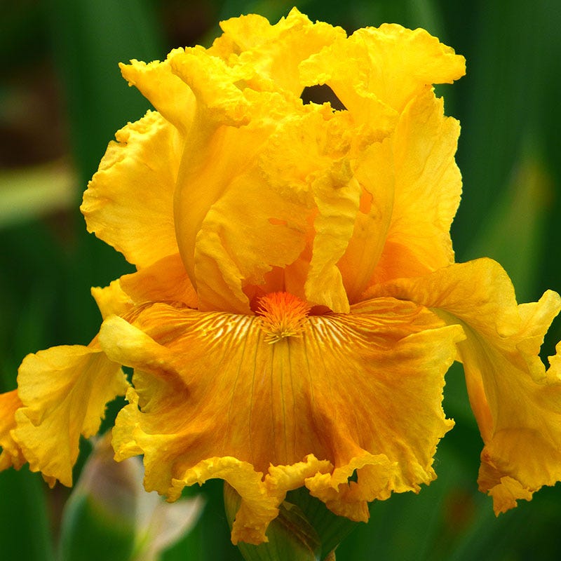 Rainbow Bearded Iris Collection - Image 4