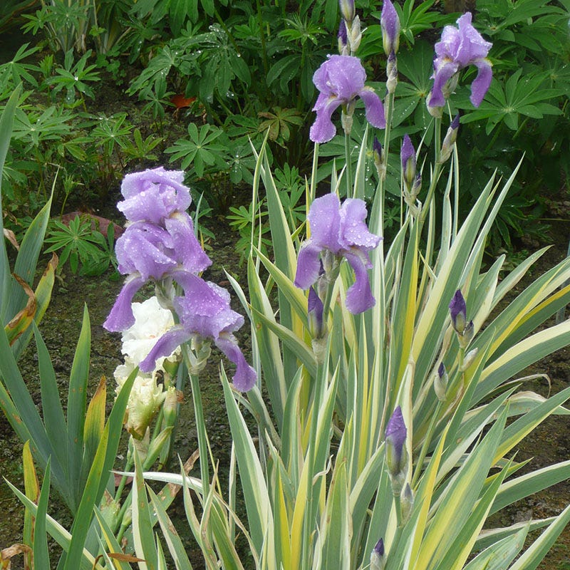 Variegated Gold Bearded Iris - Image 4
