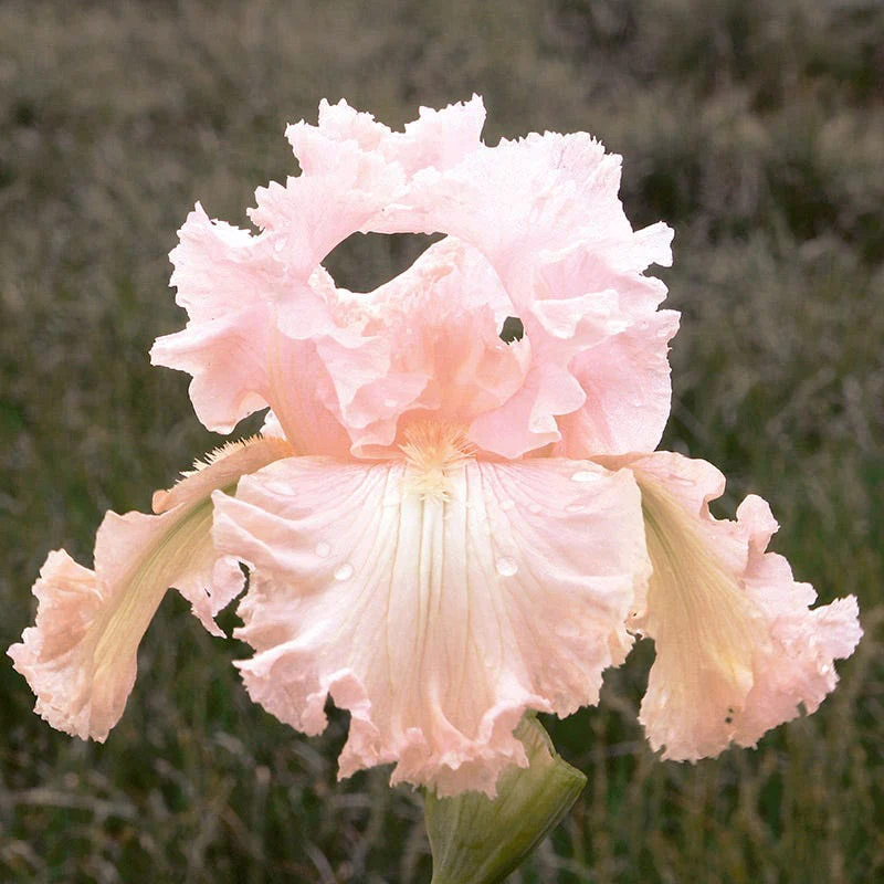 Vintage Ruffles Bearded Iris Collection - Image 6