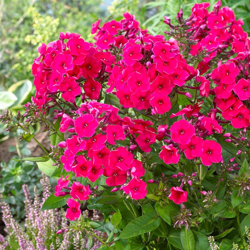 Beautiful Bouquets Pre-Planned Garden - Image 5