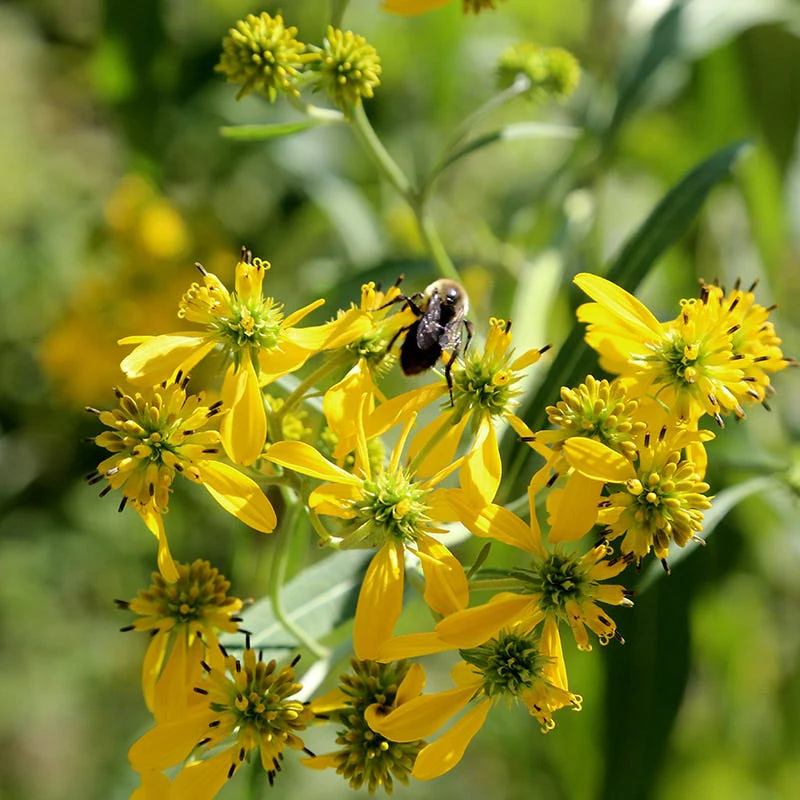 Native Bee Banquet Wildflower Seed Mix - Image 4