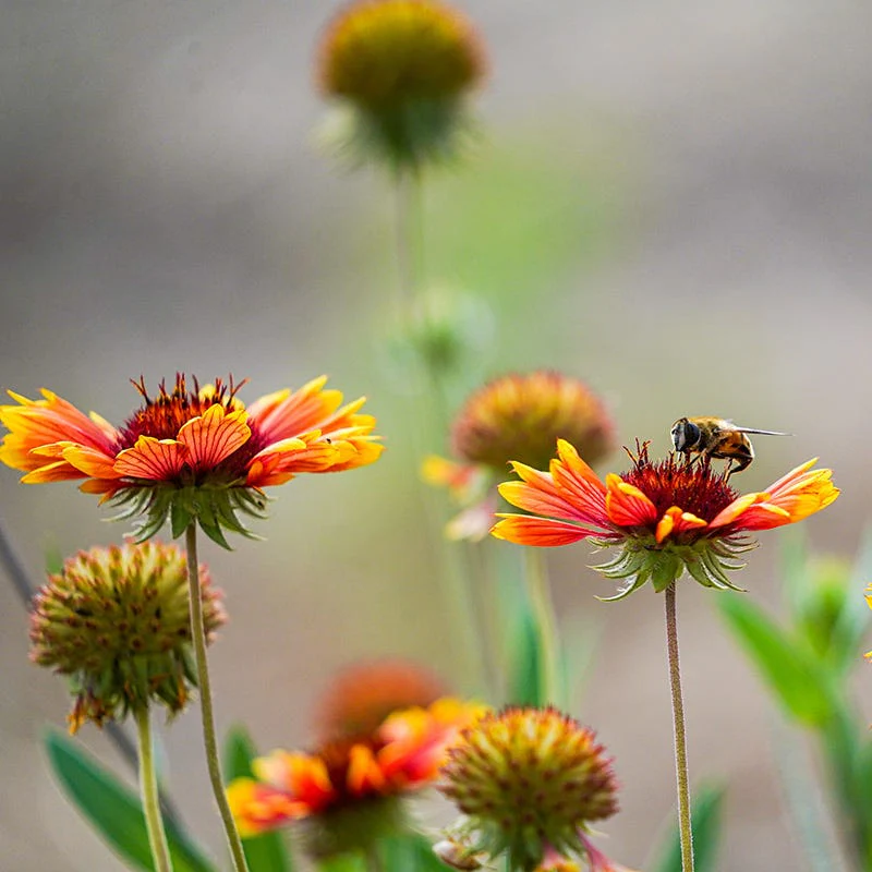Native Bee Banquet Wildflower Seed Mix - Image 5