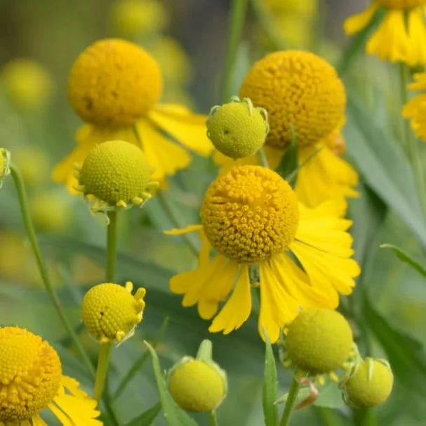 Pollinator Power Plant Collection - Image 8