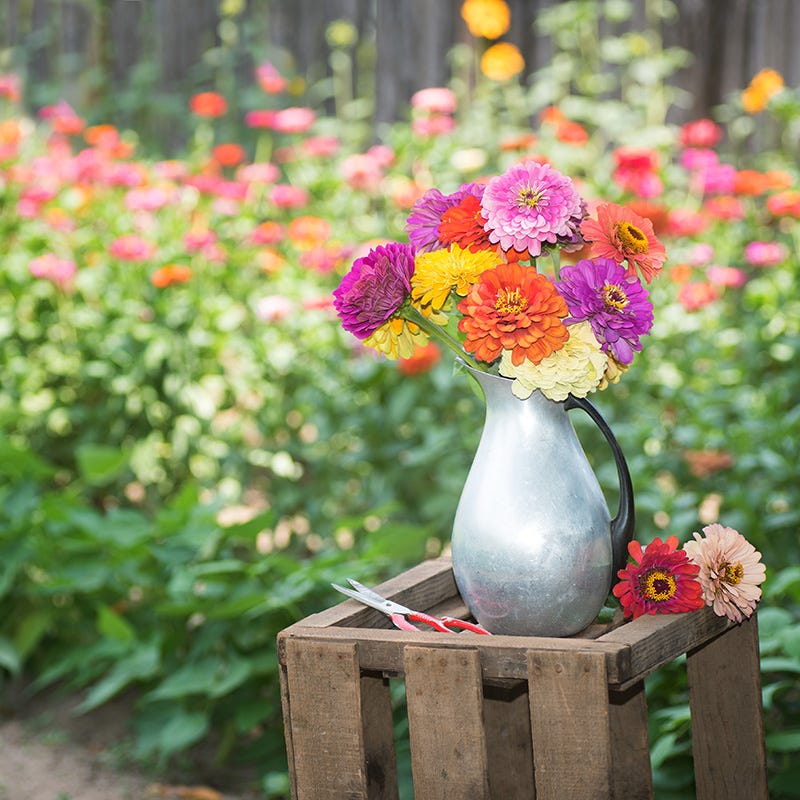 Bouquets For Days Annual Wildflower Seed Collection - Image 6
